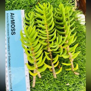 Crassula tetragona  Miniature Pine Tree 6 Clipping